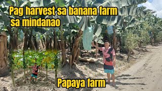 Pag harvest sa banana farm at papaya farm sa mindanao