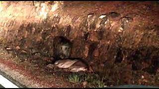 Un sanglier qui mange un cervidé