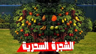 ظاهرة الاشجار السحرية .التي تنتج 40 نوع من الفاكهة في شجرة واحدة 🌲