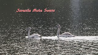 North Beach Mute Swans