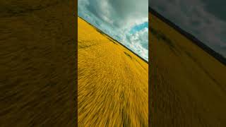 FPV Surfing over Endless Rapeseed Fields 🏄🏼‍♂️