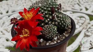 Rebutia Krainziana