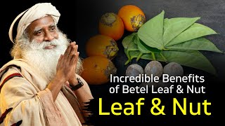 Incredible Benefits of Betel Leaf & Nut-Sadhguru