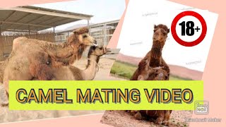 camel mating video | how camel mating | animal mating | animal crossing | goat mating| goats mating