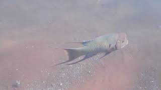 STREAMER HOGFISH which can transition from female to male