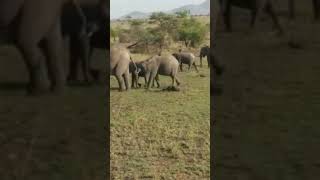 Heard of Elephants in the Serengeti #elephant #animals #safari #serengeti #conservation #wildlife