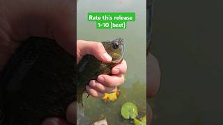 Beautiful side flip #fishing #catchandrelease #sunfish #bluegill #shorts #trending #viral #amazing