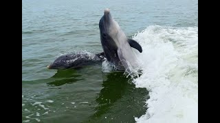 dolphins clearwater beach