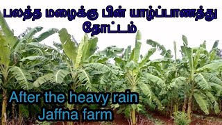 மழைக்குப்பின் யாழ்ப்பாணத்து வாழை மற்றும் பப்பாசி தோட்டம் | Bannana & Papaya farm | @Urumpirai