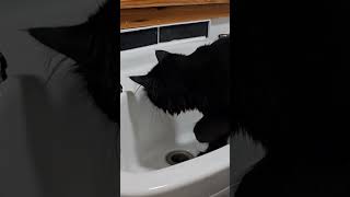 How to catch water ..💧🐈‍⬛️#kitten #cute #cats #water #viralvideo #viralshorts #animal #cool #kitty