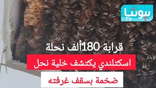 خلية نحلة عملاقة في غرفة نومه.. اسكتلندي يكتتشف مستعمرة نحل بها قرابة 180 ألف نحلة بمنزله