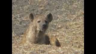 Ryan's Hyena Ngorogoro Crater