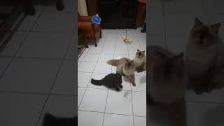 cats playing