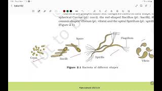 Biological classification