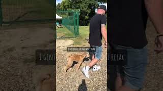 Lead Walking Basics #dog #walking #shorts