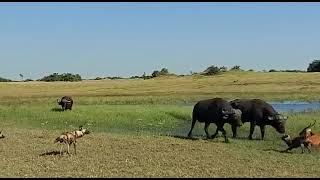 Buffalo Chases Wild Dogs from Kill | Great Plains Conservation