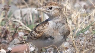 Greater short-toed Lark - Calandrella (Calandrella brachydactyla)