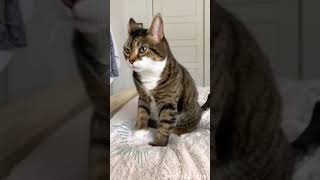 😺Cats make Music Video  - tiktok amazing partner