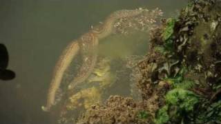 Mottled Sea Star