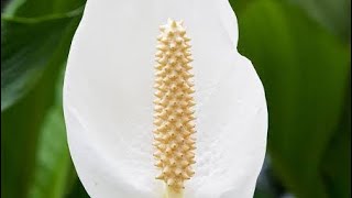 Spadix inflorescence Racemose