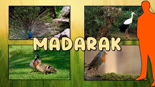 A madarak ( ismeretterjesztő gyerekeknek )🐣🦩🦉