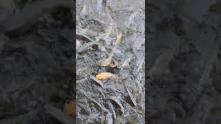 Fish Feeding in Farm Ponds #fishing #24