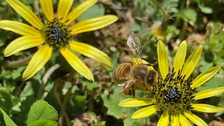 Bee 🐝 vs flowers honey 🍯 # beautiful nature