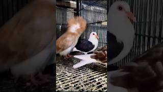 Beautiful Pigeons Loft|| #foryou #viral #viralvideo #youtubeshorts #ytshorts #trending #reels