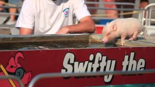 Swifty the Swimming Pig