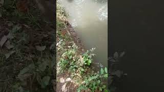 BEGINI KALO SUNGAI BANYAK IKAN(3)