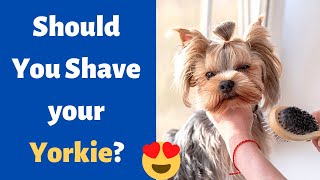 Should you Shave your Yorkie?