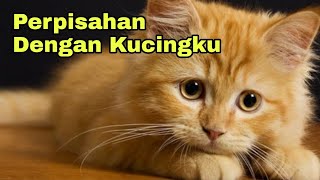 Perpisahan Dengan Kucing2ku