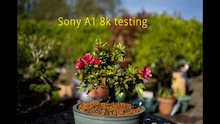 Sony A1 - 8k crop test - how far can you crop and still get good results?