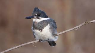 Belted Kingfisher