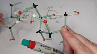 AS Biology - carbohydrate structure