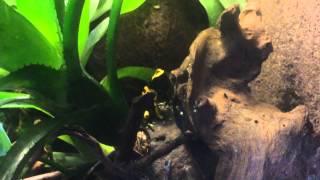 Dendrobates leucomelas Call