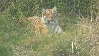 Tiger gives tourists a pleasant surprise at Corbett- February 2021