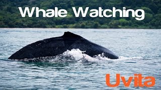 Costa Rica - Uvita - Whale Watching Adventure