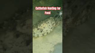 Cuttlefish Hunting for Food #shorts #shortvideo #shortsfeed #fypシ #trendingshorts #viral #ofw