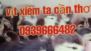 Vịt xiêm ta cần thơ. 0939666482