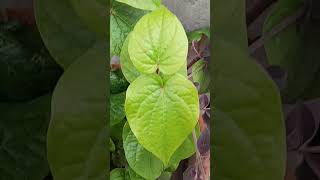 Happiness is when you have betel vine in your garden #kitchengardening #garden #Betel #Paanleave