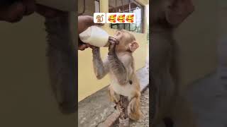 #बेजुबान भी बोलते हैं #🥰 dudu peera monkey#cute baby monkey#🐒🥰❤️#animal lover 🐒🥰