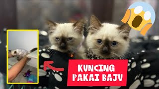 BEGINI JADINYA KETIKA KUCING DI KASI BAJU 😅