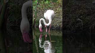 Flamingo Feather Care: A Fascinating  #Ritual #Shorts Happy #animals #short #flamingo #feather #usa