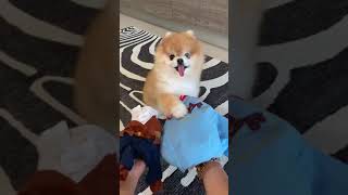 Cute Animals |Funny animals Reaction 2021#674.