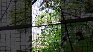 Mystic Woods Goa | Amazing Butterfly Conservatory Goa | Butterfly Conservatory | Butterfly Garden P5