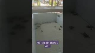 Hargailah penyu kita