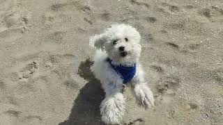 Crazy Baloo the Maltipoo on the sand dunes