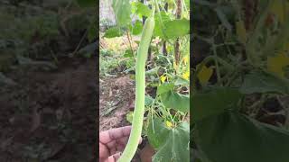 Mr cucumber in my garden | cucumber plant | Nirmala’s kitchen | #shorts