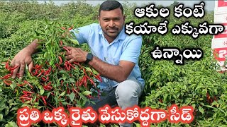 #భీష్మ_మిరప_పంట_చూస్తే_దిమ్మ_తిరుగుతుంది #అధిక దిగుబినిచ్చే మిరప సీడ్స్ #Bheeshma_seeds #chilli_farm